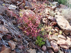 Crassula subaphylla virgata