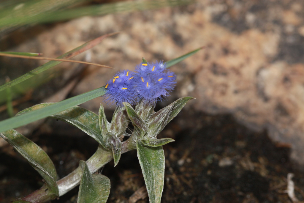 Cyanotis arachnoidea (Cyanotis arachnoidea)