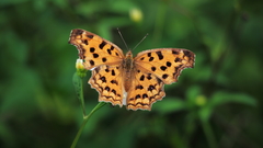 Polygonia c-aureum lunulata