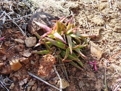 Crassula capitella thyrsiflora