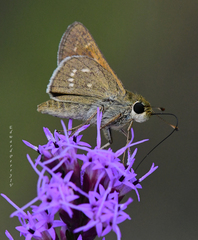 Hesperia attalus slossonae
