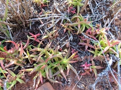 Crassula capitella thyrsiflora