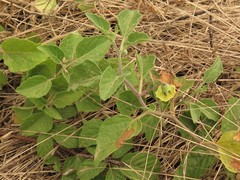 Physalis cinerascens cinerascens