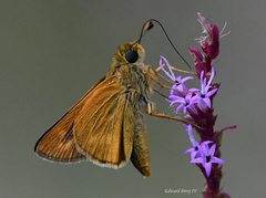 Hesperia meskei straton