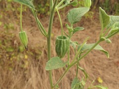 Physalis cinerascens cinerascens