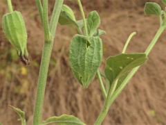 Physalis cinerascens cinerascens