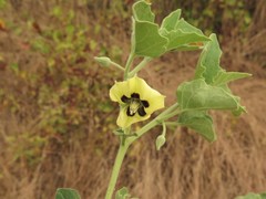 Physalis cinerascens cinerascens
