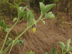 Physalis cinerascens cinerascens