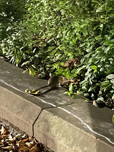 Rat photographed near here on 2025-07-19