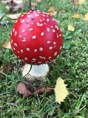 Amanita muscaria