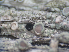 Melaspileella proximella