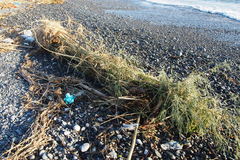 Pleioblastus simonii