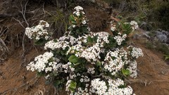 Olearia allomii