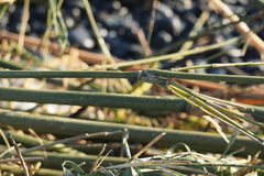 Pleioblastus simonii