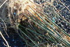 Pleioblastus simonii