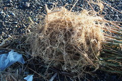 Pleioblastus simonii