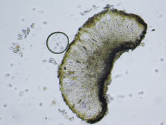 Melaspileella proximella