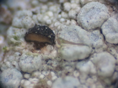 Melaspileella proximella