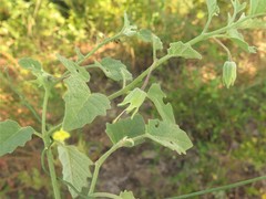 Physalis mollis mollis