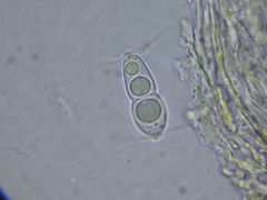 Melaspileella proximella