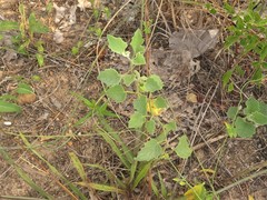 Physalis mollis mollis