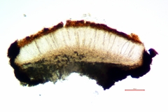 Sarcogyne plicata