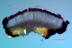 Sarcogyne plicata