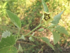 Physalis mollis mollis