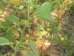 Physalis mollis mollis