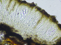 Melaspileella proximella