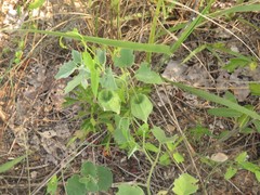 Physalis mollis mollis