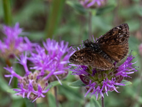 Pacuvius Duskywing photo 5
