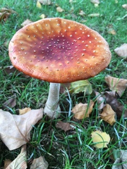Amanita muscaria