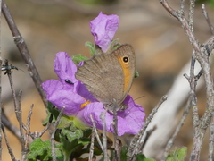 Hyponephele lupinus