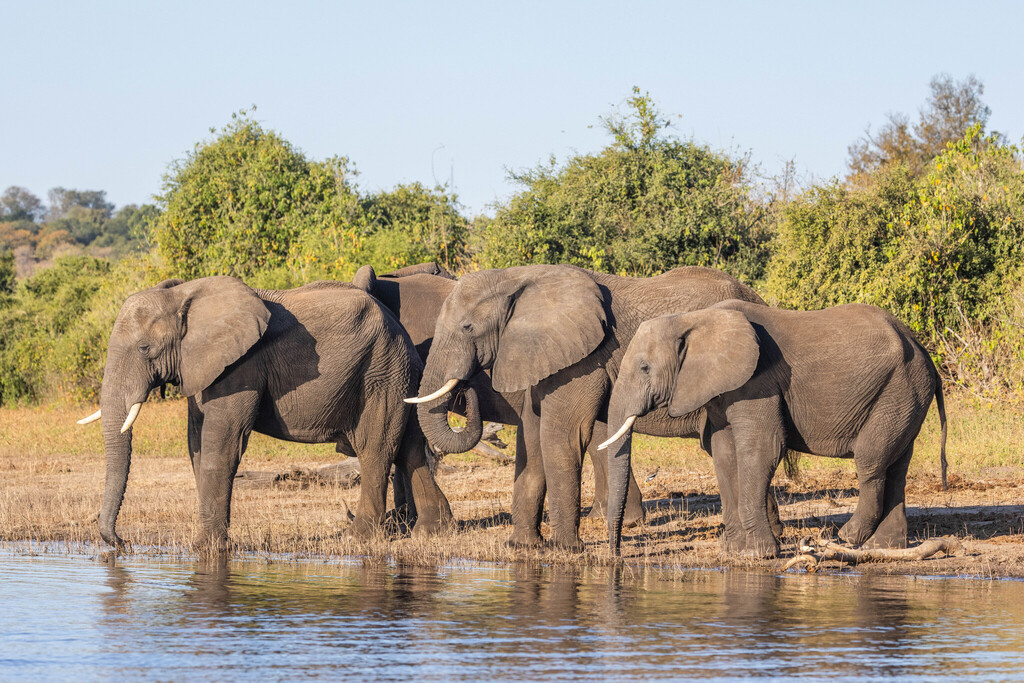 Loxodonta africana, , by KJ
