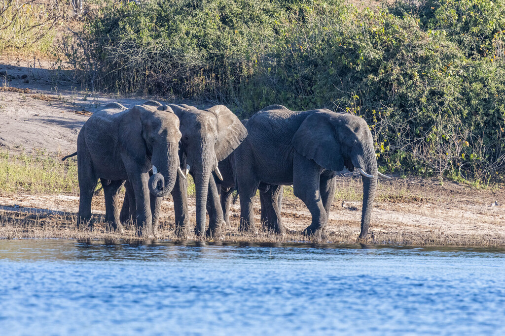 Loxodonta africana, , by KJ