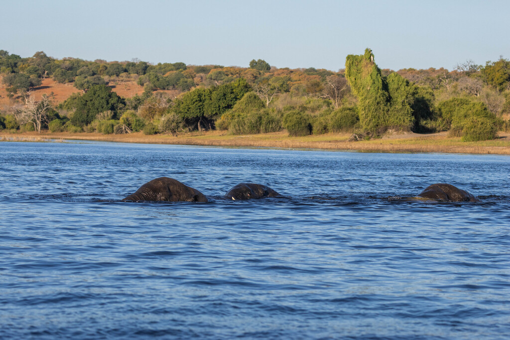 Loxodonta africana, , by KJ