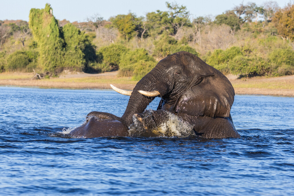 Loxodonta africana, , by KJ