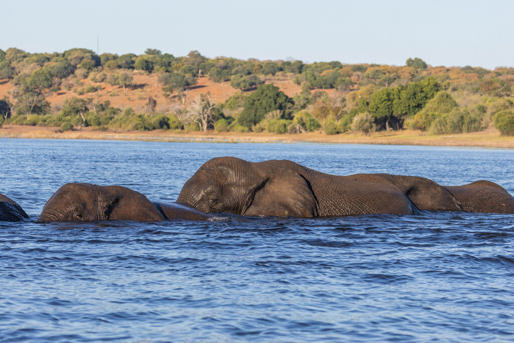 Loxodonta africana, , by KJ