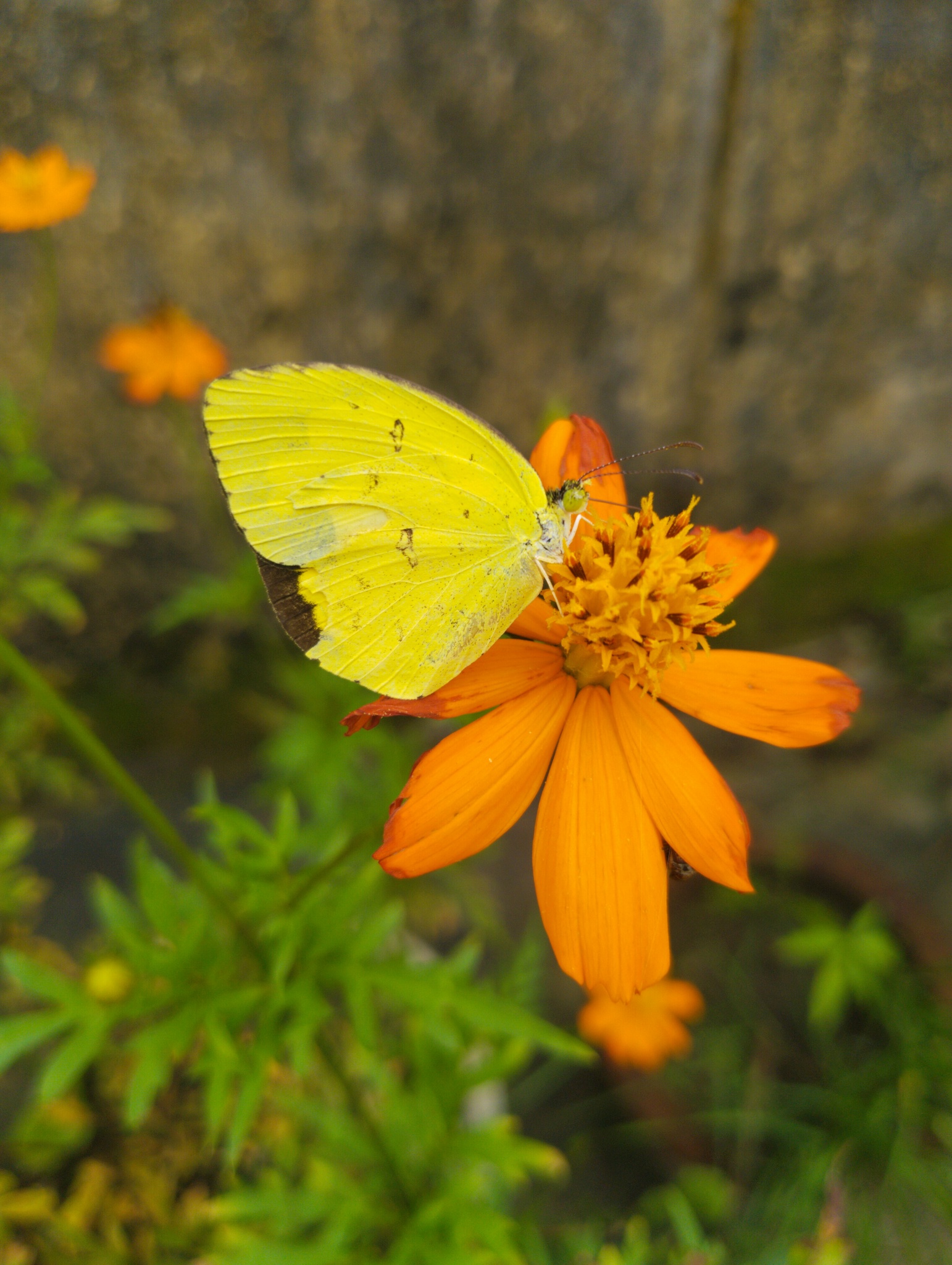 Common Grass Yellow