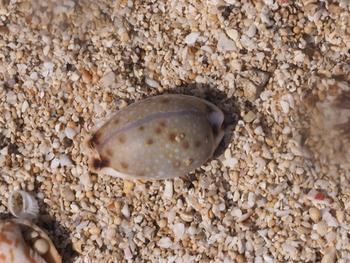 Cypraea gangranosa observed 2019-10-13