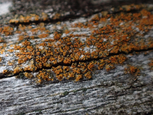 Villophora microphyllina