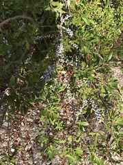 Morella cerifera image