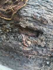 Polydesmus collaris