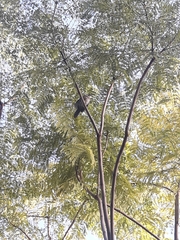 Campylorhynchus