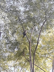 Campylorhynchus