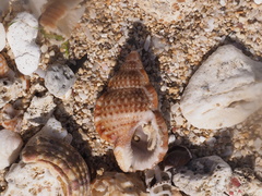 Tonnoidea
