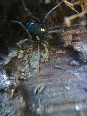 Paranemastoma quadripunctatum