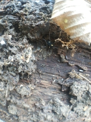 Paranemastoma quadripunctatum