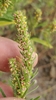 Narrowleaf Marsh-Elder - Photo (c) C. D. Winker, some rights reserved (CC BY-NC), uploaded by C. D. Winker